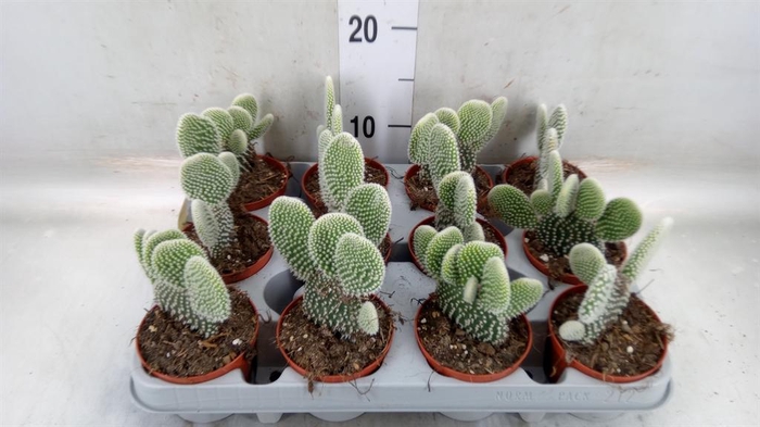 <h4>Opuntia microdasys 'Albispina'</h4>
