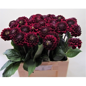 Dahlia Black Fox Koppert