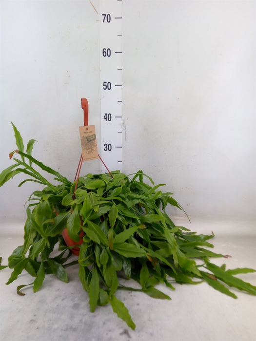 <h4>Rhipsalis   ...</h4>