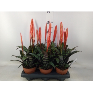 Vriesea  'Era'