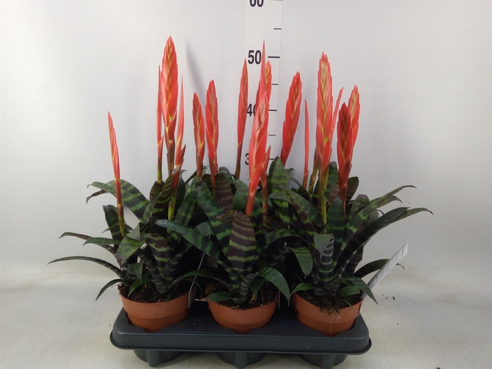 <h4>Vriesea  'Era'</h4>