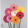 Gerbera mix rainbow