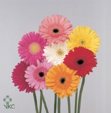 Gerbera mix rainbow