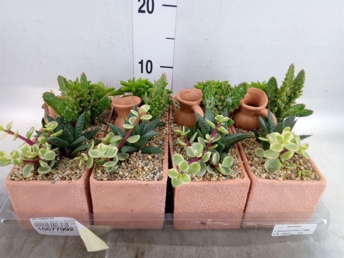 <h4>Arr.  Cactus L%</h4>