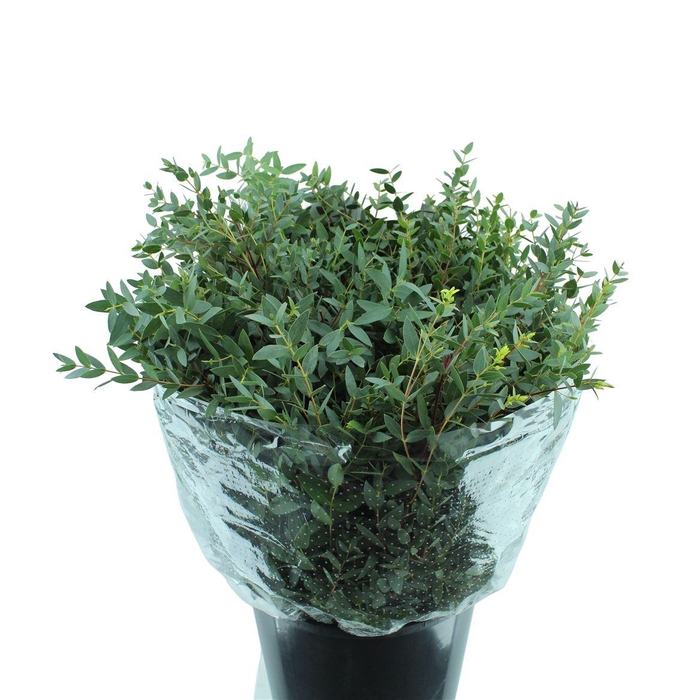 <h4>Parvifolia Kort</h4>