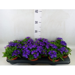 Verbena  'Rapunzel Violet'