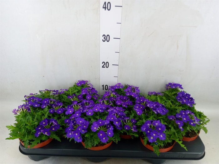 <h4>Verbena  'Rapunzel Violet'</h4>