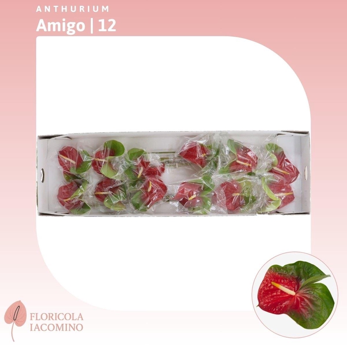 <h4>Anthurium Amigo</h4>