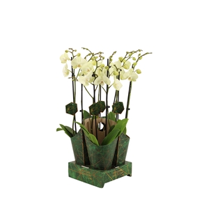 Signature Golden Nature Cover Phal Green Mile 2T16+
