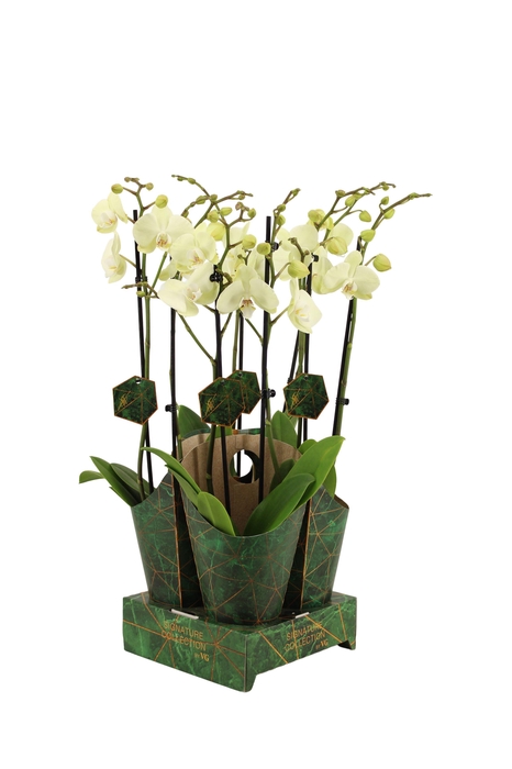 <h4>Signature Golden Nature Cover Phal Green Mile 2T16+</h4>