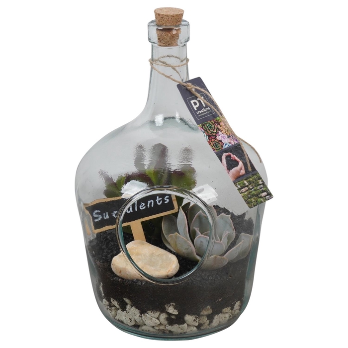 <h4>PTSU8510 Arrangement Succulenten in glazen fles</h4>