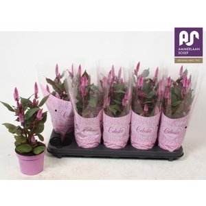 CEL MERIDA PINK