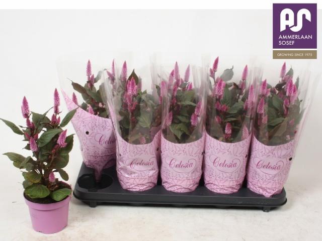<h4>CEL MERIDA PINK</h4>