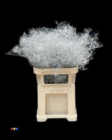 <h4>Limonium Silver</h4>