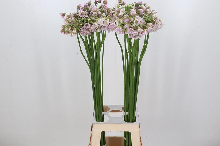 <h4>Allium Rosy Bells</h4>