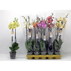 PHAL GEM