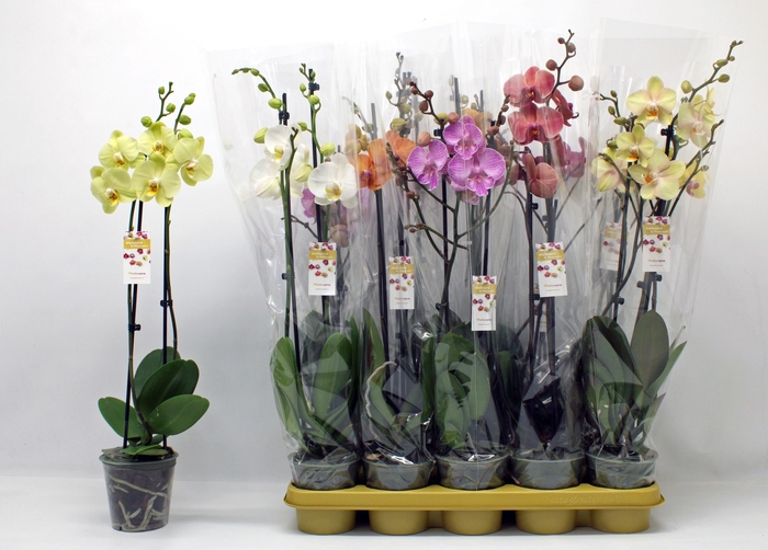 <h4>PHAL GEM</h4>