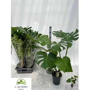MONSTERA DELICIOSA