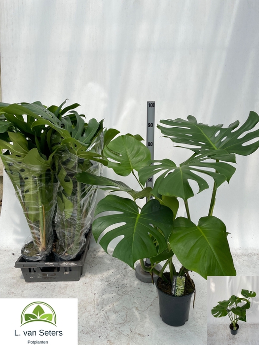 <h4>MONSTERA DELICIOSA</h4>