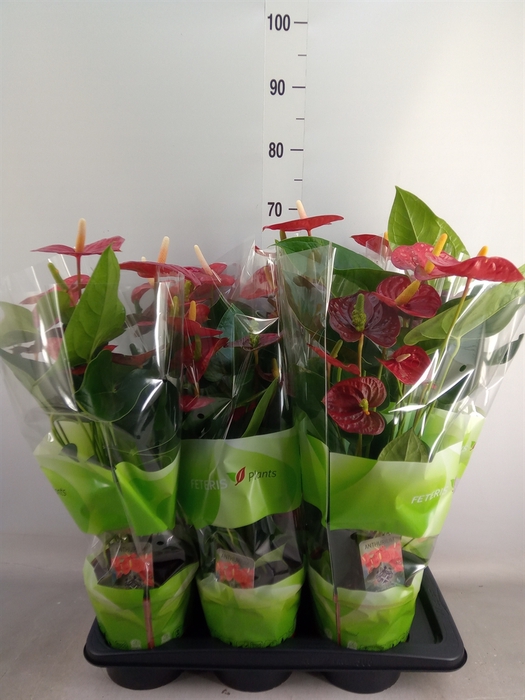 <h4>Anthurium andr. 'Jambo Red'</h4>