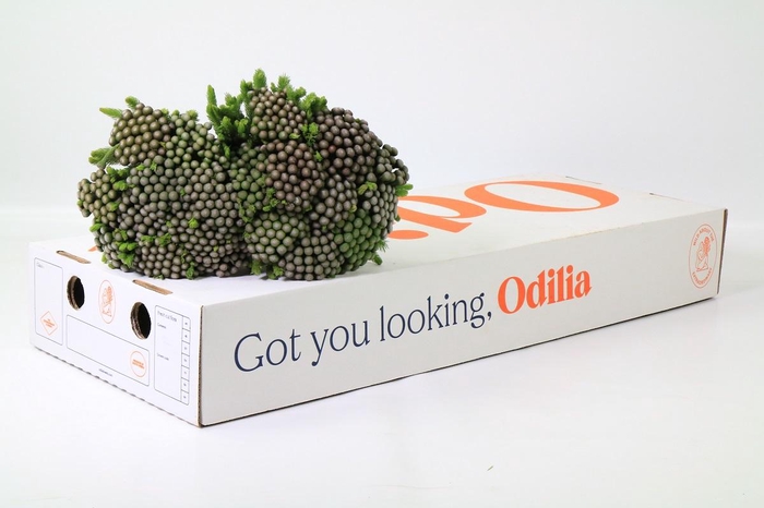 <h4>Cape Green Albiflora</h4>