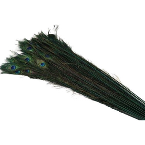Feather Peacock L90/100 10pc/Bnd