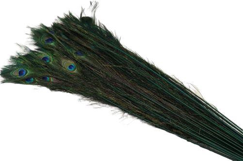 Feather Peacock L90/100 10pc/Bnd