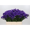 Limonium Navy Sun Birds