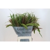 Grasses mix in bucket