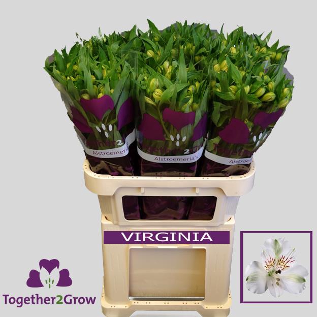 ALSTR VIRGINIA