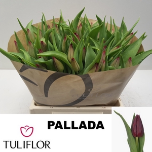 TU EN PALLADA