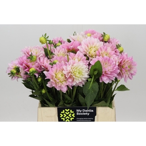Dahlia Pink Delight