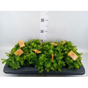 Peperomia rotundifolia
