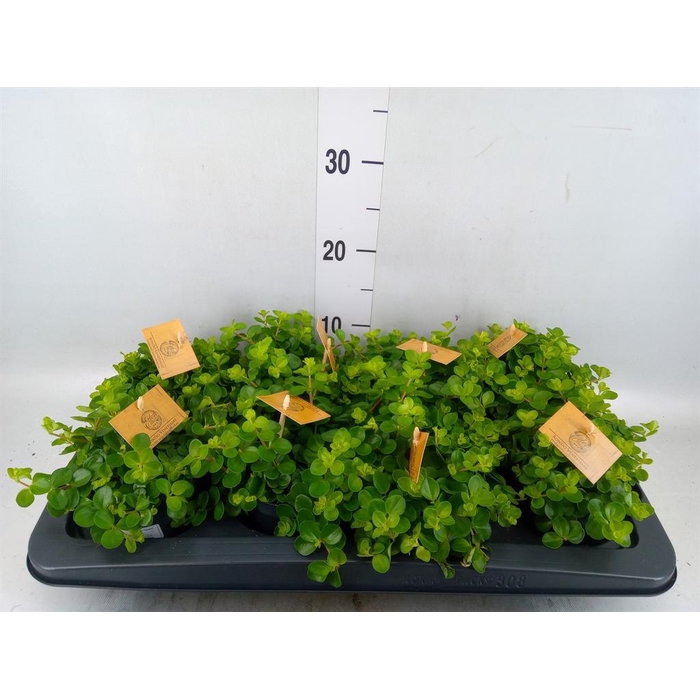 <h4>Peperomia rotundifolia</h4>