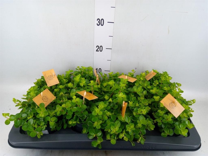 Peperomia rotundifolia