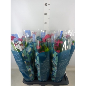 Anthurium andr. 'Pure Purple'