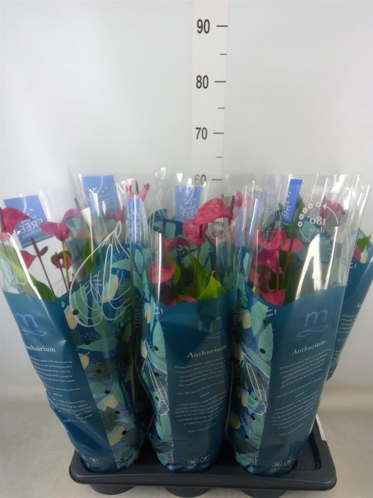 <h4>Anthurium andr. 'Pure Purple'</h4>