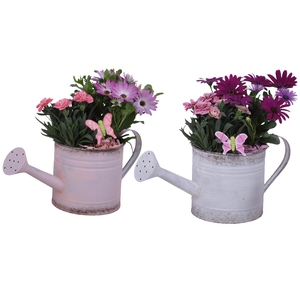 Spring Flower Arr. Outdoor Zinc WateringCan Vintage Ø36cm 2PP