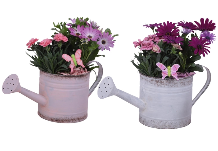 <h4>Spring Flower Arr. Outdoor Zinc WateringCan Vintage Ø36cm 2PP</h4>
