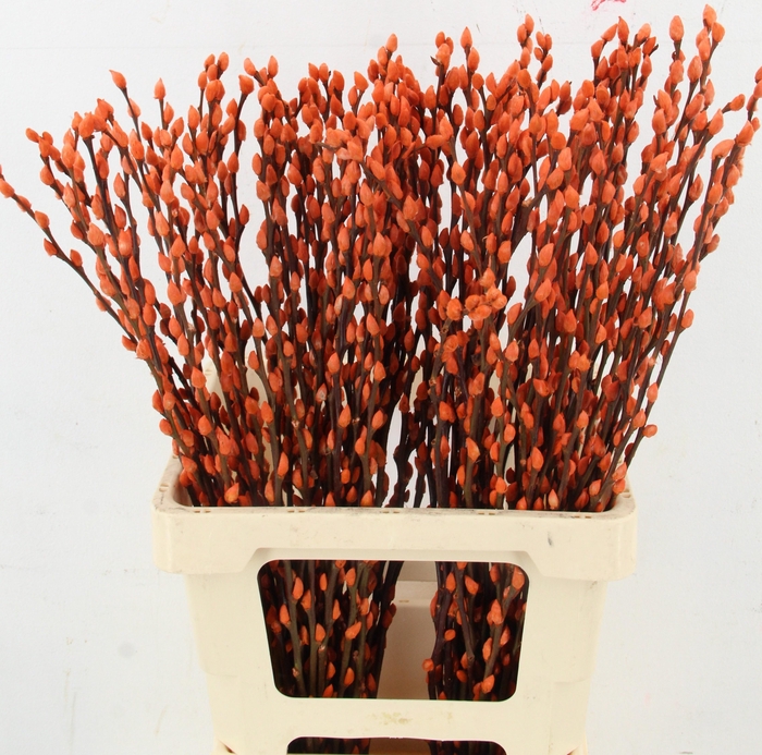 <h4>SALIX OV KLB H%</h4>