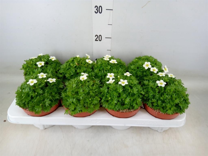<h4>Saxifraga arend. 'Touran White'</h4>