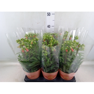 Kalanchoe HG 'Lucky Bells'