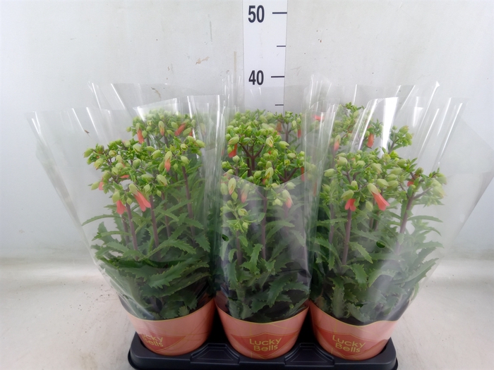 <h4>Kalanchoe HG 'Lucky Bells'</h4>