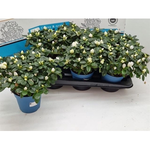 Rhododendron simsii Witte Vogel 14Ø 30cm 30Ø