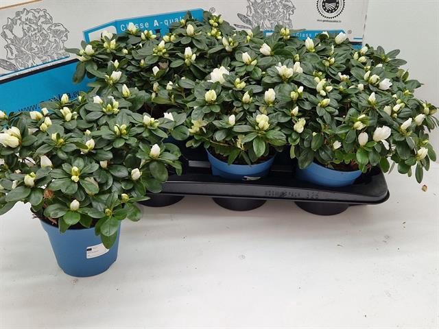 Rhododendron simsii Witte Vogel 14Ø 30cm 30Ø