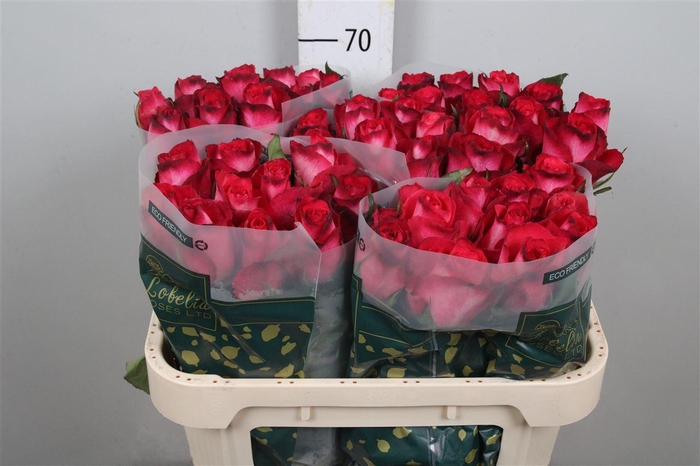 <h4>R Gr Nicoletta B1</h4>