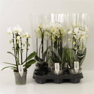 PHAL EL CASCADE
