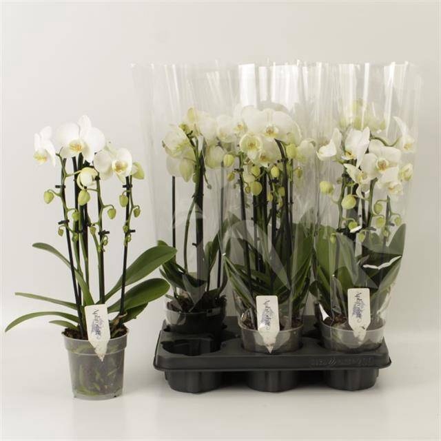 <h4>PHAL EL CASCADE</h4>