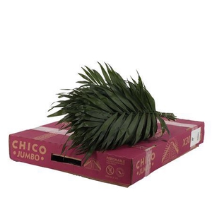 CHICO JUMBO