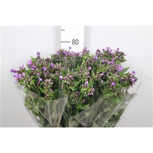 Phlox P Crissy